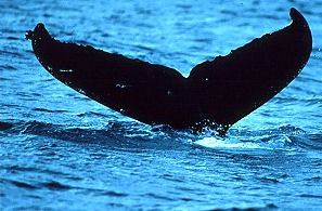 http://www.2seewhales.com/images/stock_images/ww-006.jpg